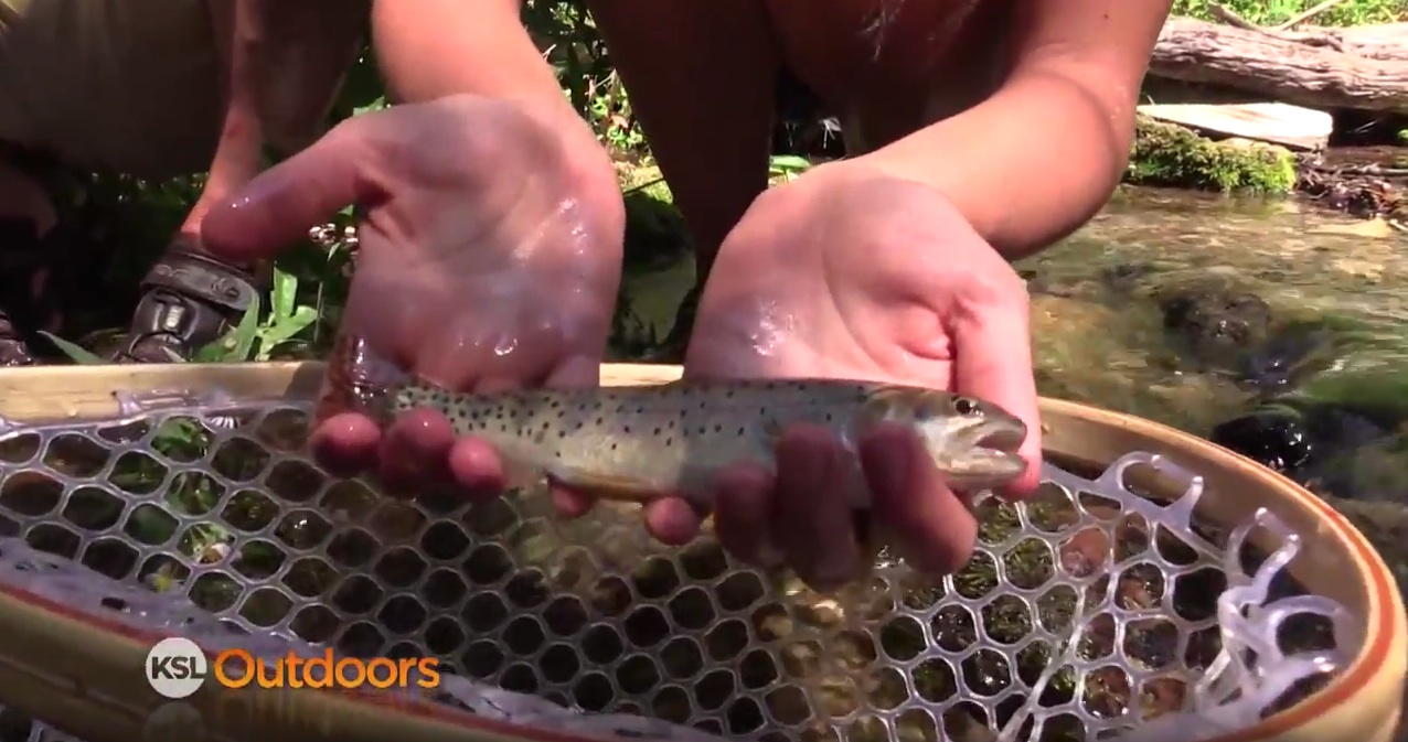 Fishing for Bonneville Cutthroat Trout in Mill Creek Canyon for the Utah Cutthroat Slam