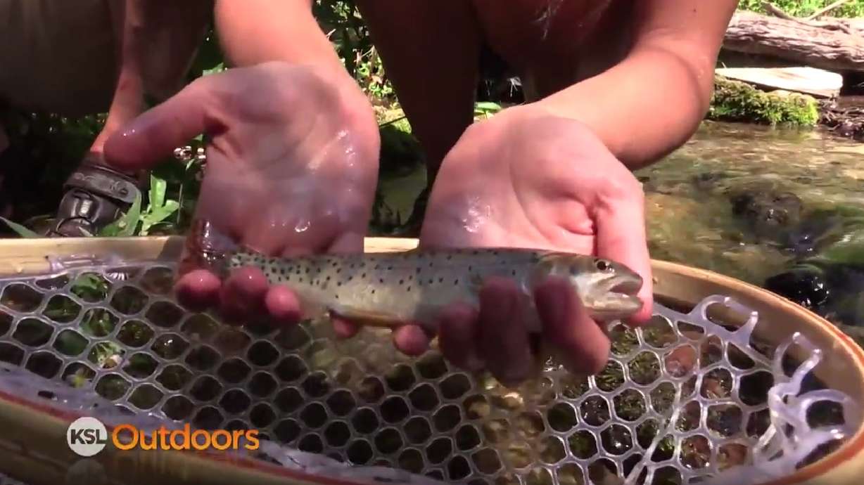 Fishing for Bonneville Cutthroat Trout in Mill Creek Canyon for the Utah Cutthroat Slam