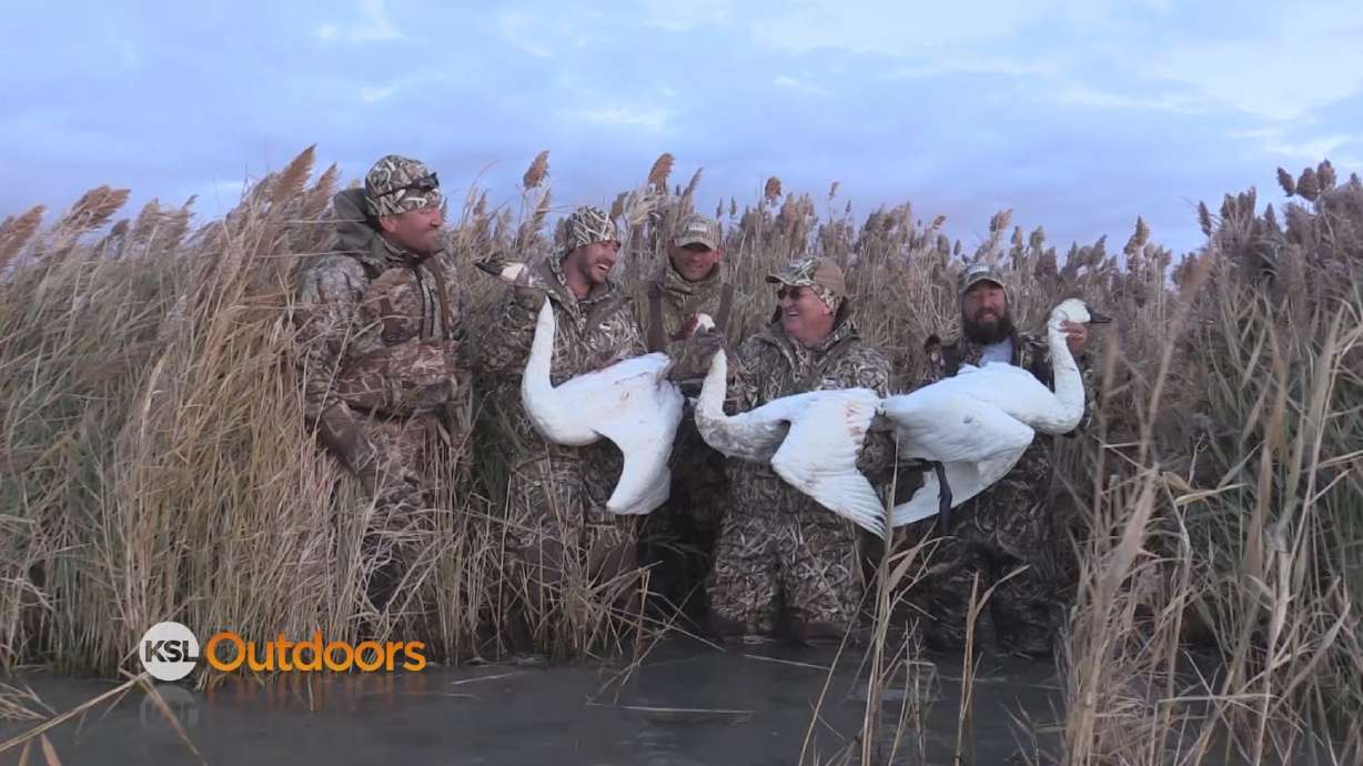 Swan Hunting on the Great Salt Lake
