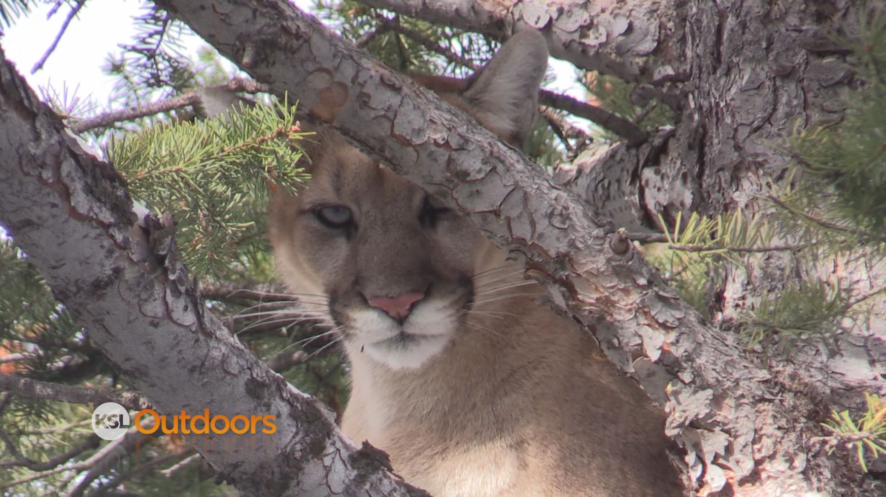 Hunting Huns and Mountain Lions