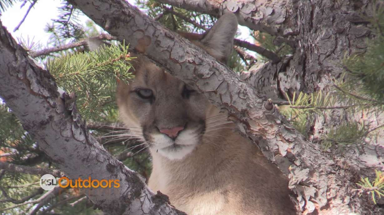 Hunting Huns and Mountain Lions