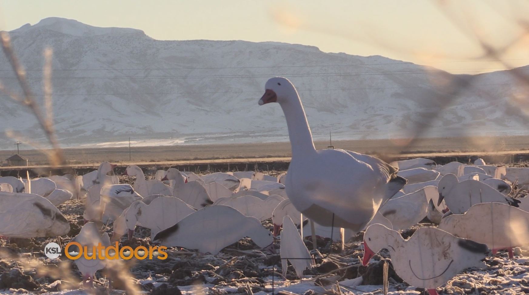 Hunting Snow Geese in Delta