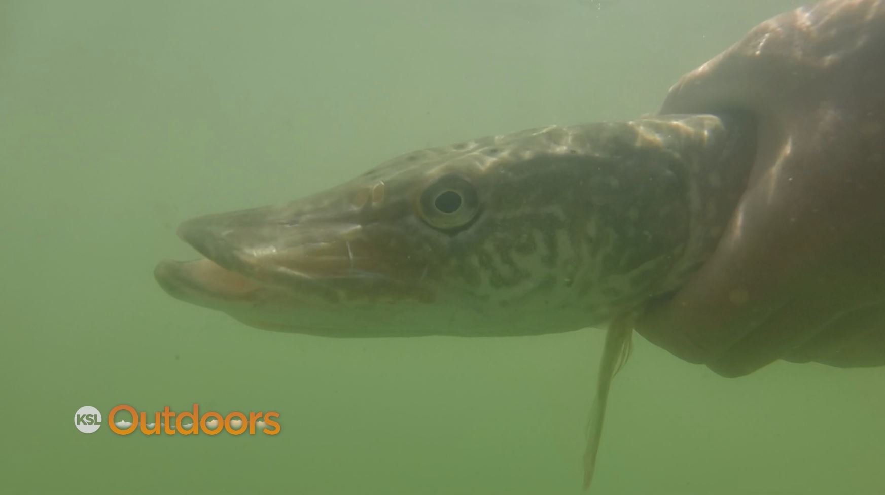 Electro-Fishing for Pike at Hobble Creek