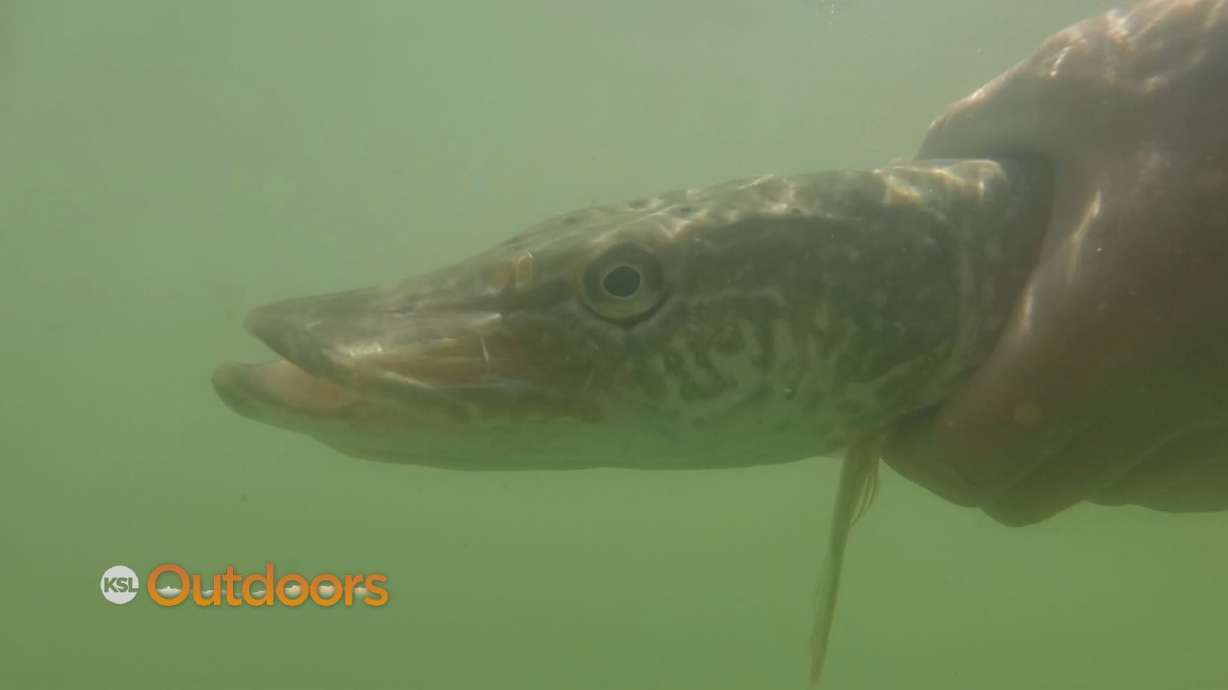 Electro-Fishing for Pike at Hobble Creek