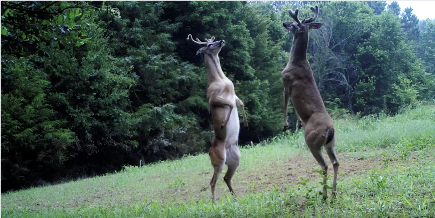Video captures bizarre ‘slap fight’ between bucks