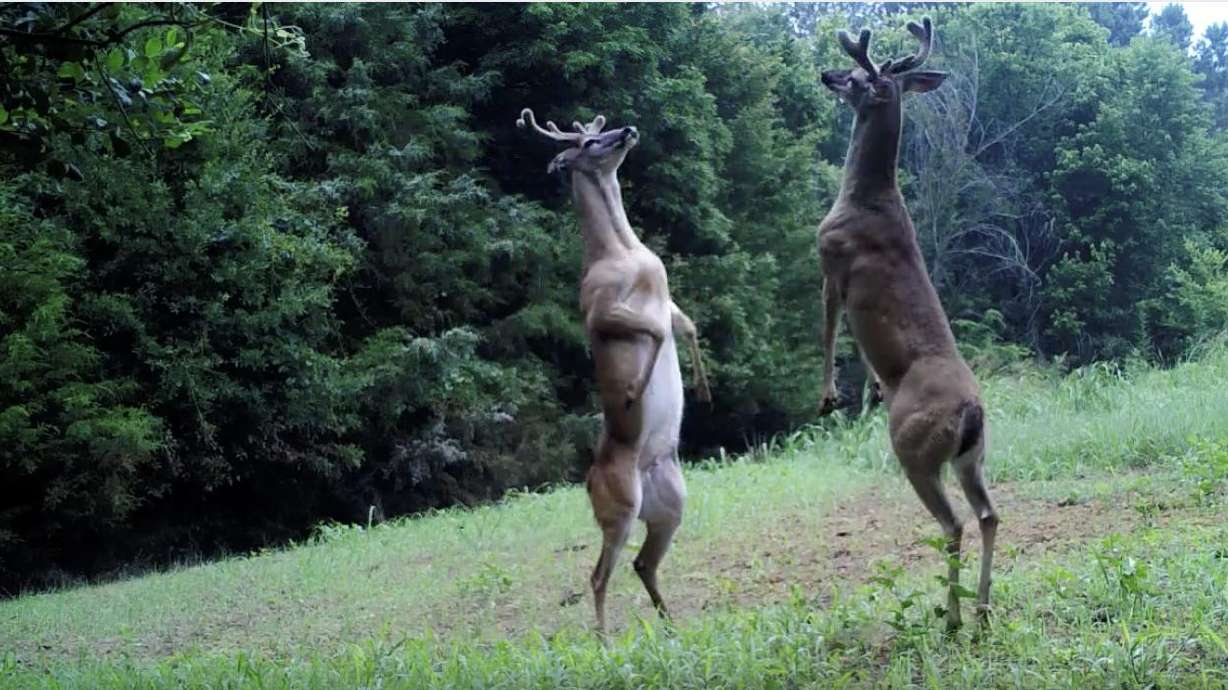 Video captures bizarre ‘slap fight’ between bucks