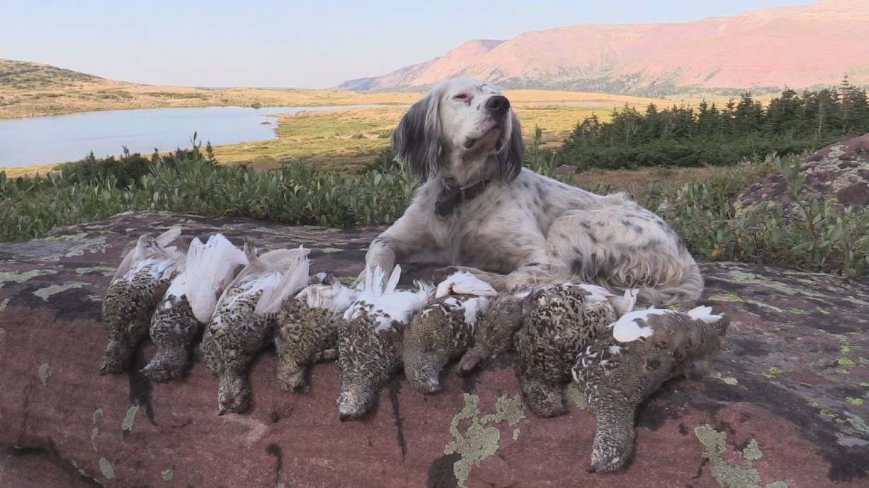 Hunting Ptarmigan in the Uinta Mountains