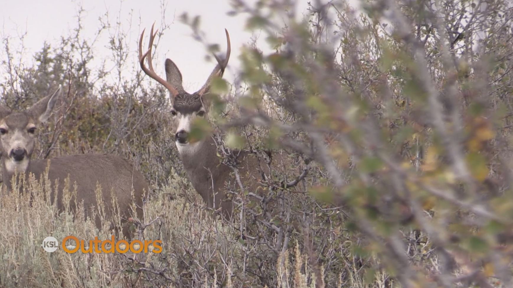 Utah Mentor Program Book Cliffs Deer Hunt