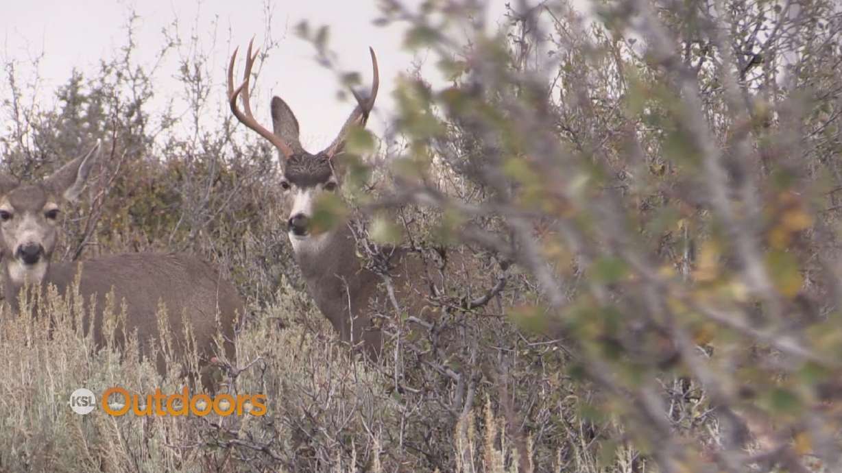 Utah Mentor Program Book Cliffs Deer Hunt