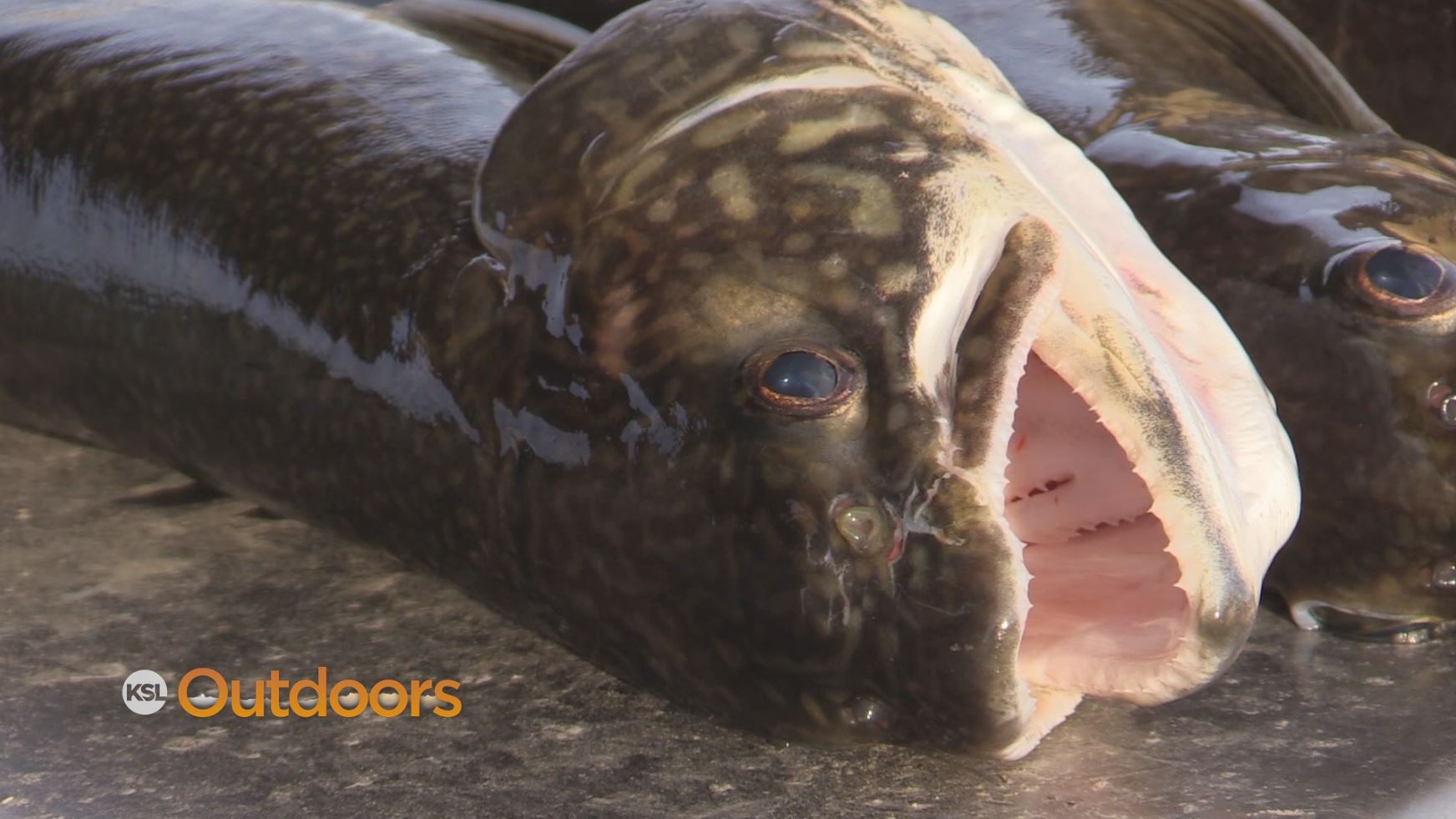 Help Flaming Gorge by Catching and Keeping a Limit of Lake Trout Pups