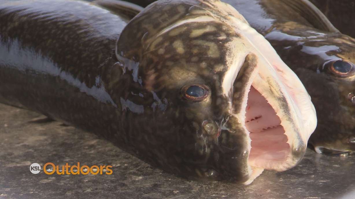 Help Flaming Gorge by Catching and Keeping a Limit of Lake Trout Pups