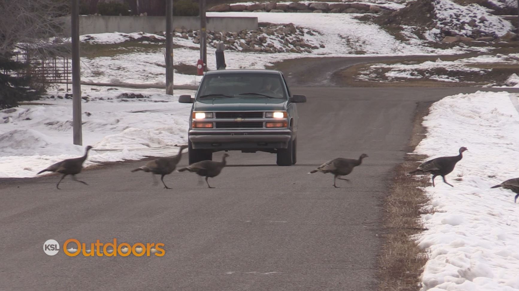 Too Many Turkeys in Mendon