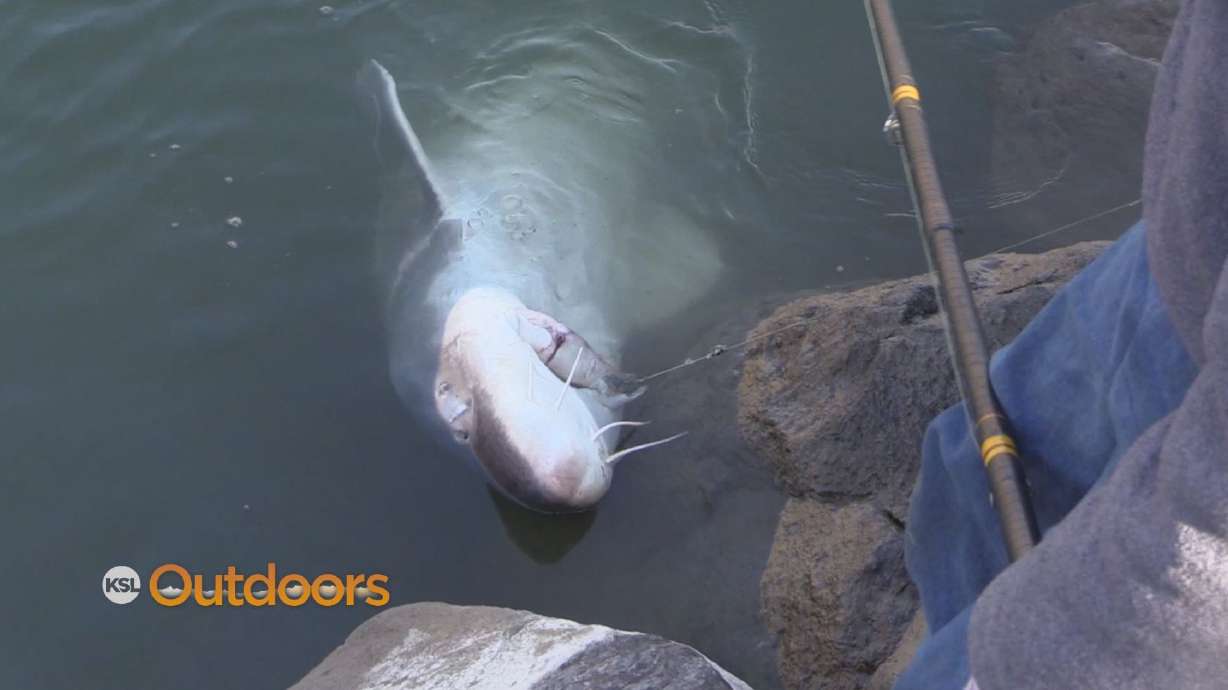 Fishing for White Sturgeon on the Snake River