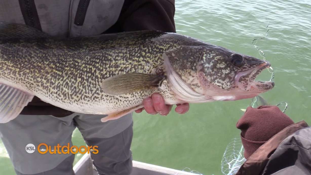 Big Walleye at Starvation Reservoir