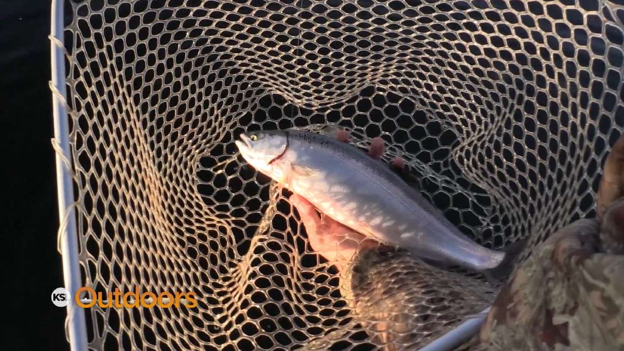 How to Catch Kokanee at Strawberry Reservoir