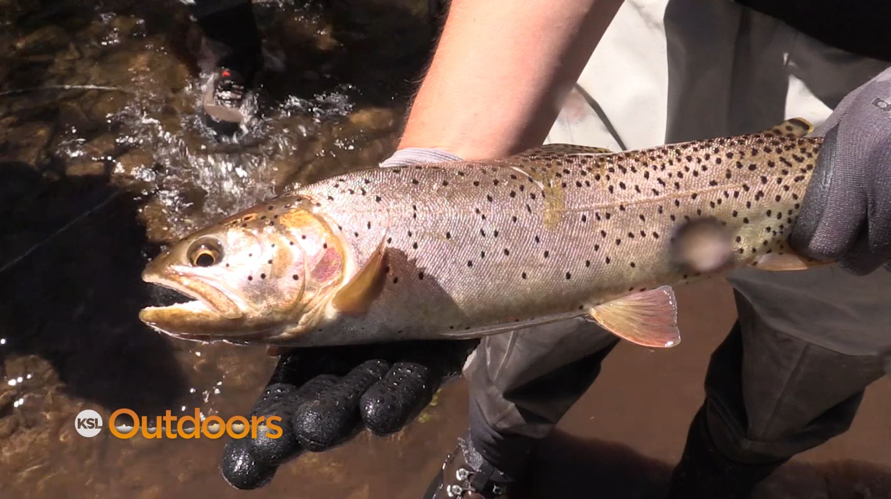 Bonneville Cuthroat Egg Take at Mountain Dell