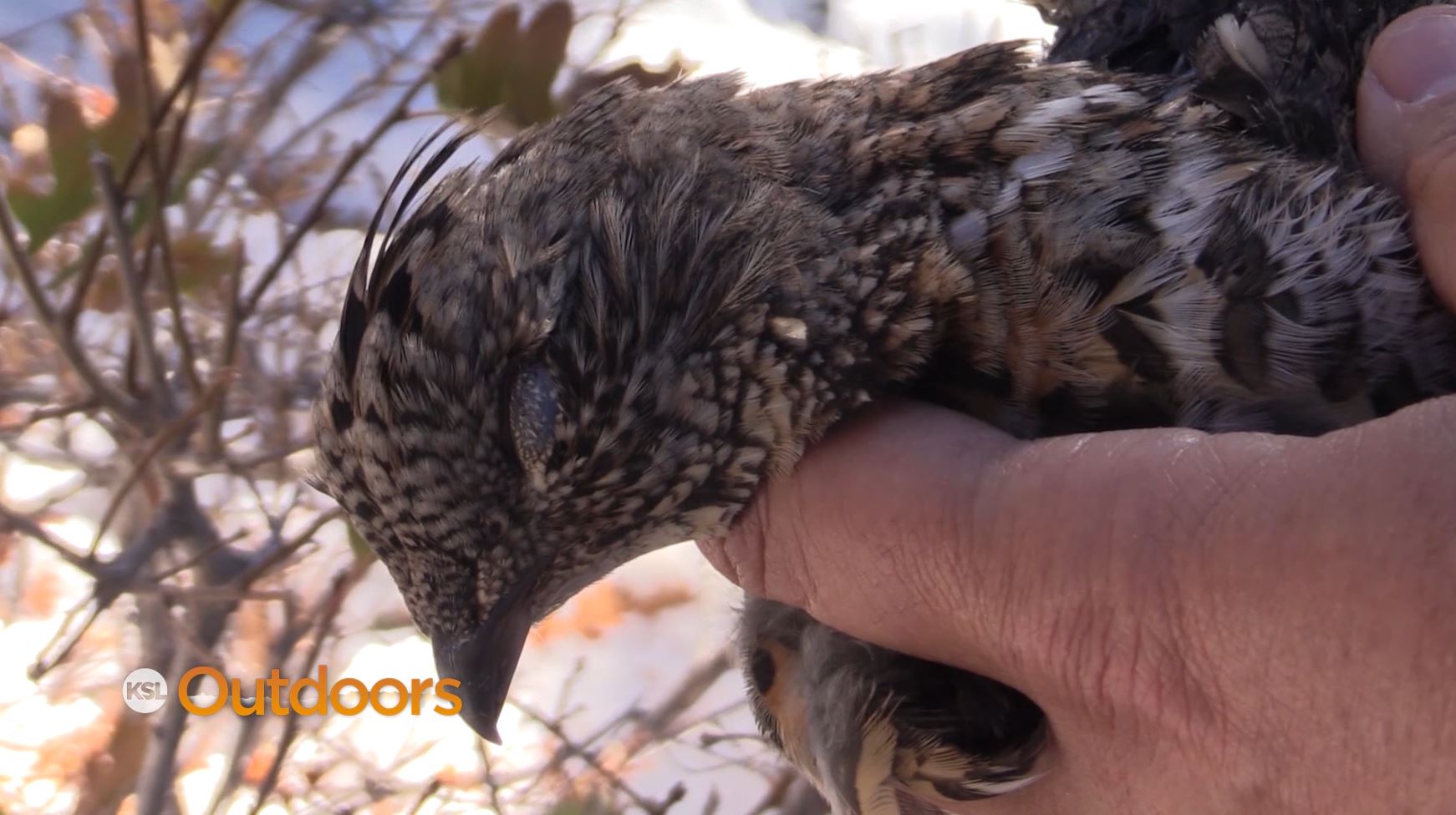 Hunting Forest Grouse
