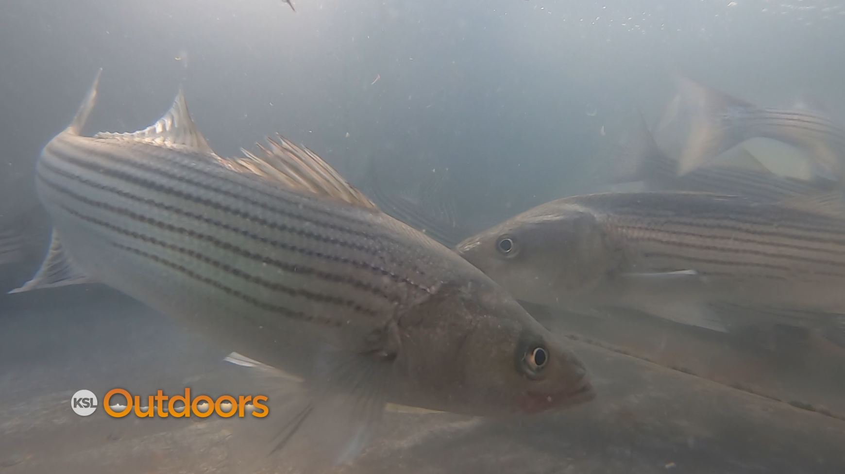 Utah DWR Attempts to Breed Wipers by Catching Stripers at Lake Powell