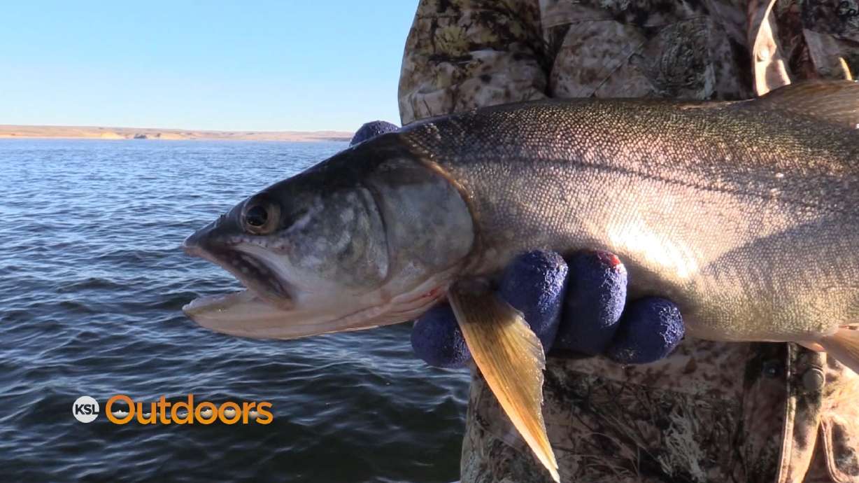 Catching and Keeping Flaming Gorge Lake Trout