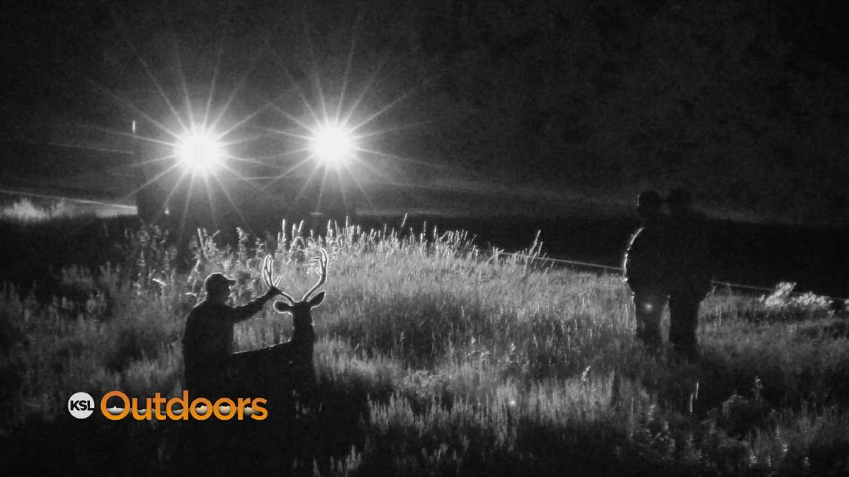 Deer Decoy Deployed to Catch Utah Poachers