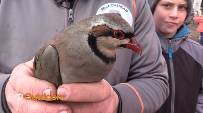 Wasatch High Seniors Raise Chukars for Youth Hunt
