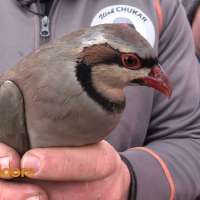Wasatch High Seniors Raise Chukars for Youth Hunt