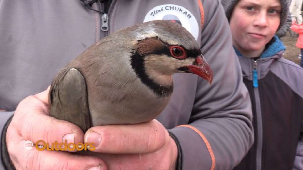 Wasatch High Seniors Raise Chukars for Youth Hunt