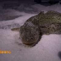 Early Ice Burbot Fishing at Flaming Gorge