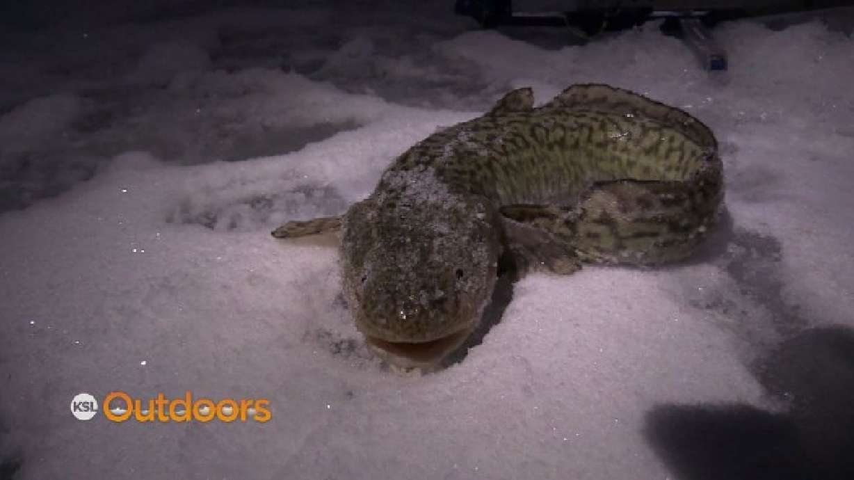 Early Ice Burbot Fishing at Flaming Gorge