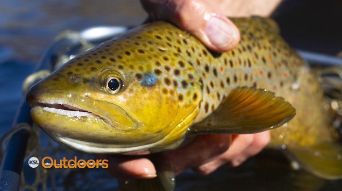 Fly Fishing the Middle Provo with Photographer, Jeremy Allan