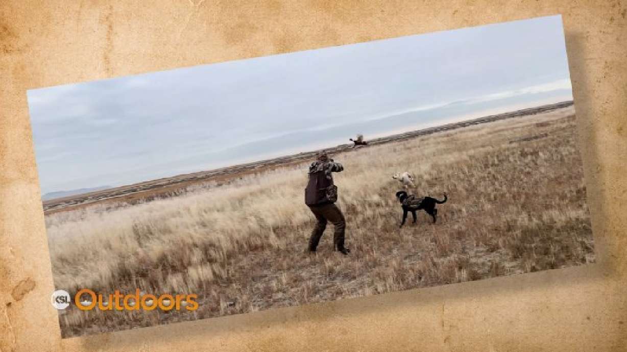 Snapshot of the Week: December 14, 2019