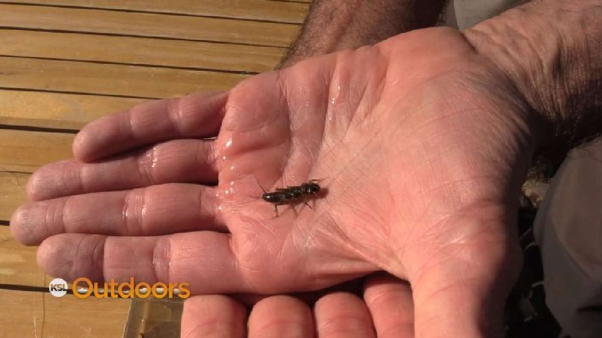 Fish Tech Fishing Tip: Screening the River for Bug Selection