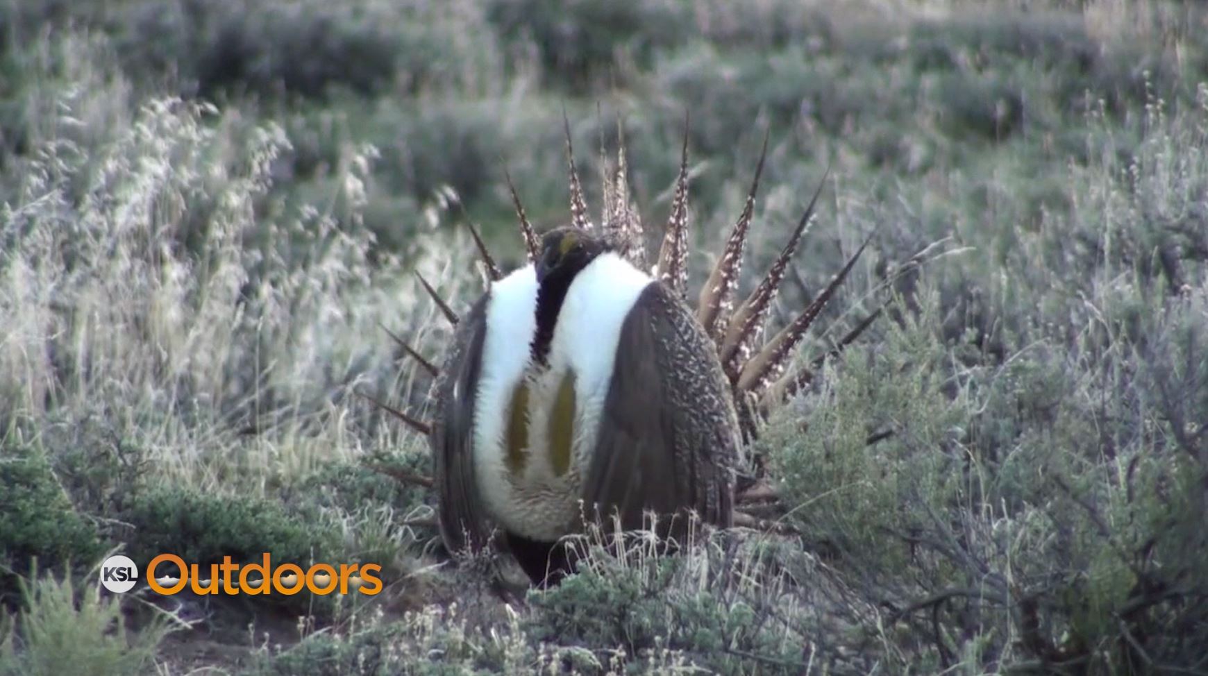 Utah Field Guide: Greater Sage Grouse