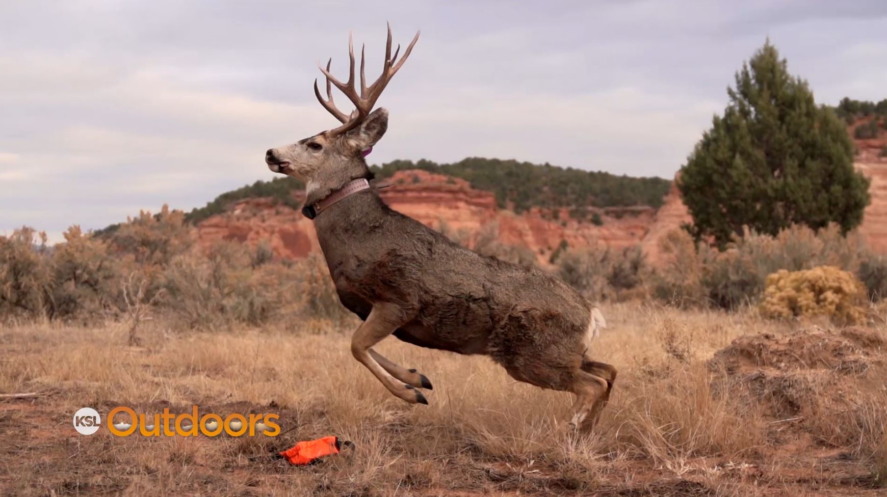 Utah's Wildlife Migration Initiative