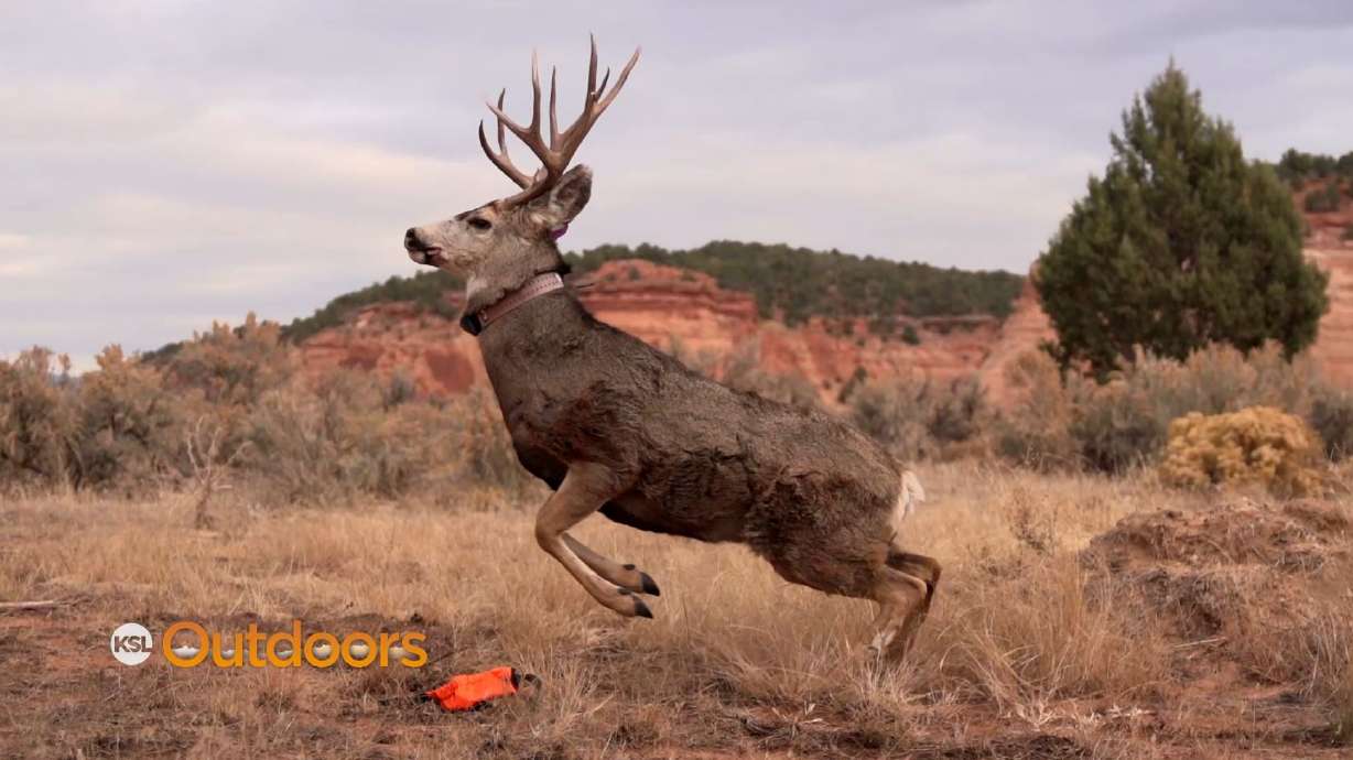 Utah's Wildlife Migration Initiative