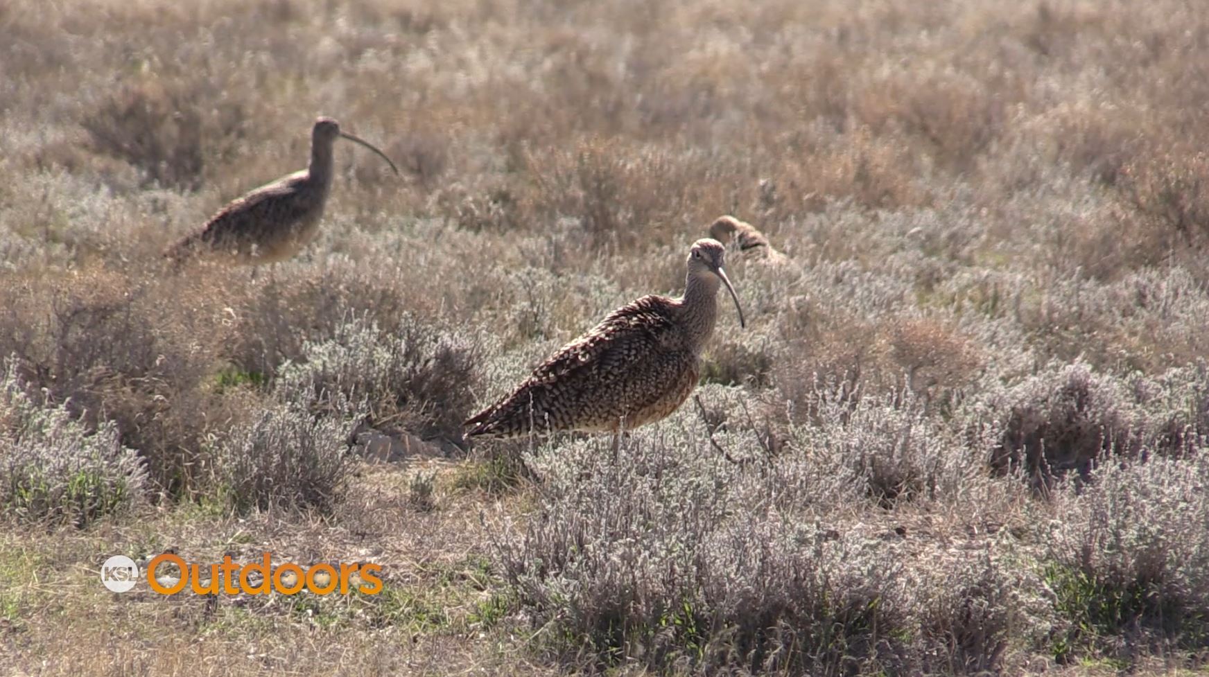 Utah Field Guide: Long-Billed Curlew