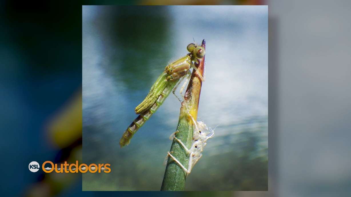 Fish Tech Fishing Tip: How to Fly Fish Lakes in Summer