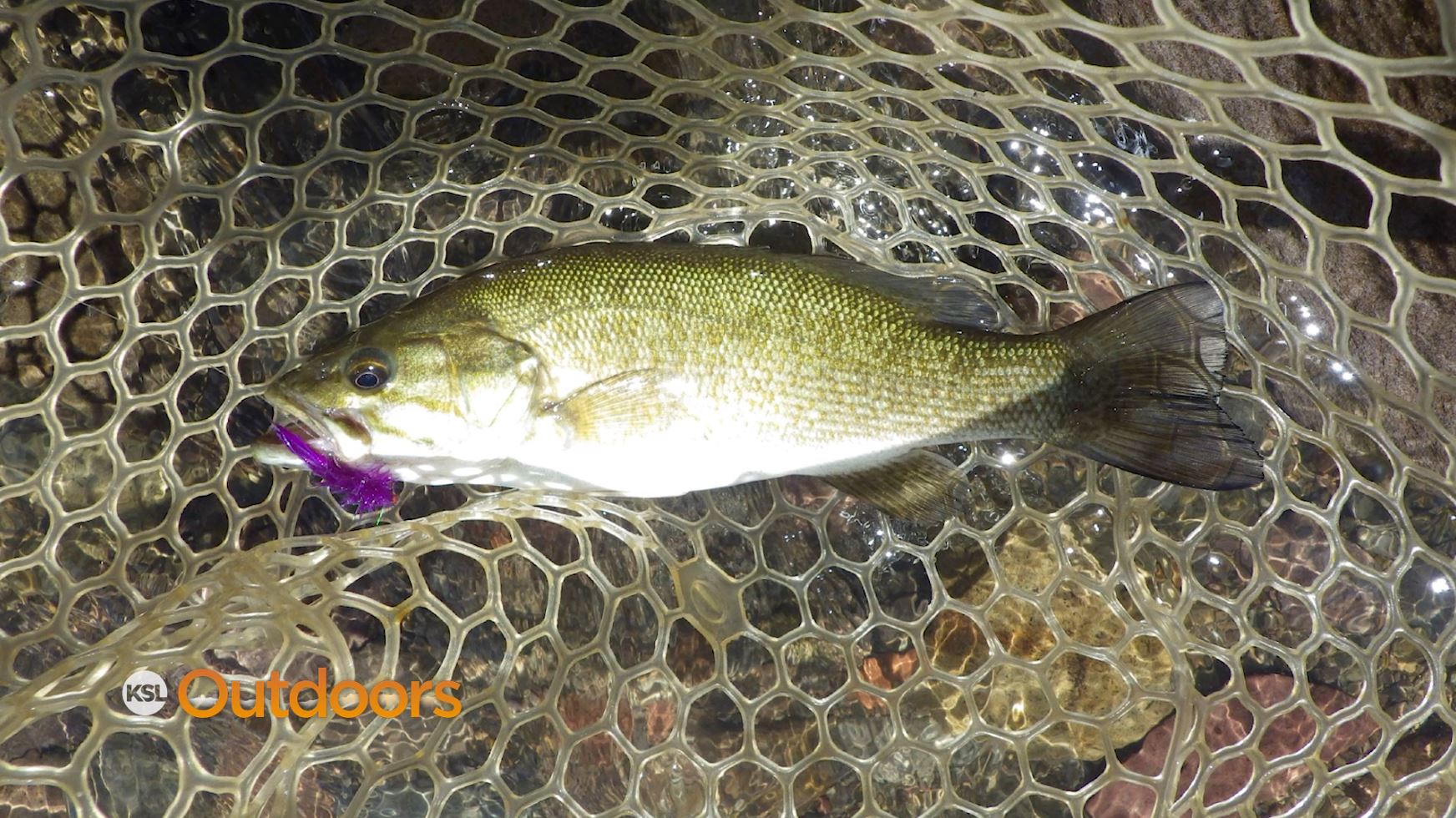 Fish Tech Fishing Tip: Fly Fishing for Bass