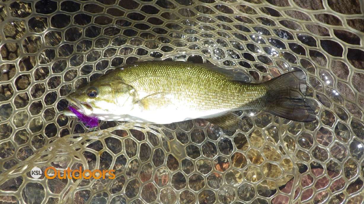 Fish Tech Fishing Tip: Fly Fishing for Bass