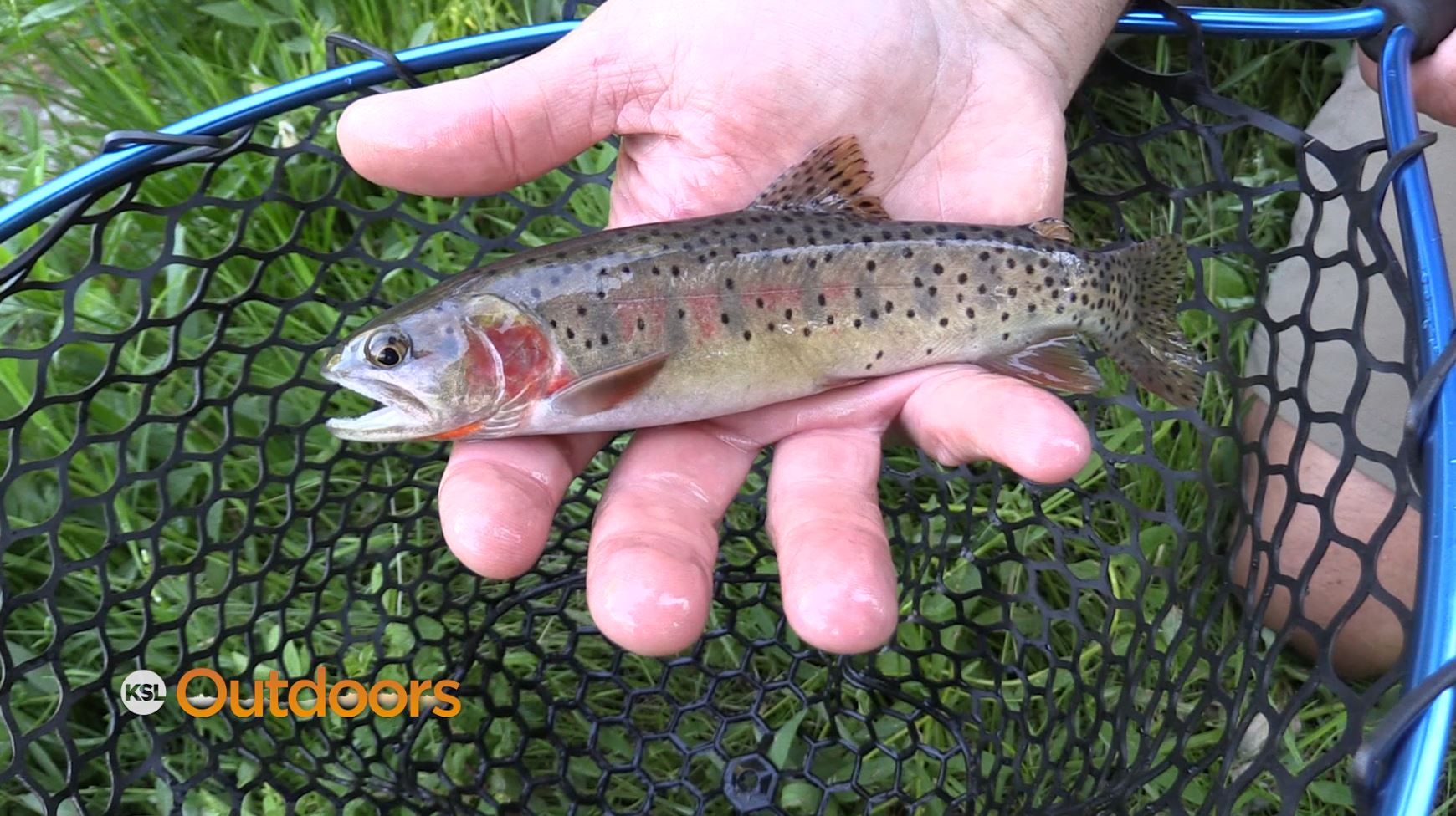 Fishing the Utah Cutthroat Slam in a Day