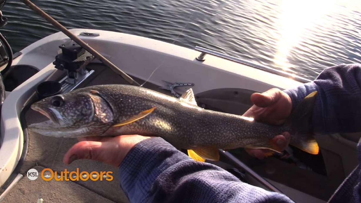 Pupulation Control Contest Happening Again at Flaming Gorge