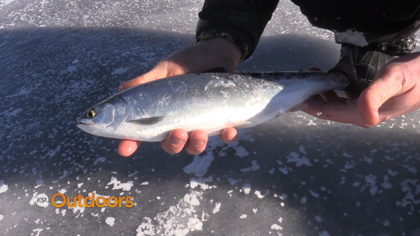 Ice Fishing for Kokanee and Trout at Strawberry Reservoir