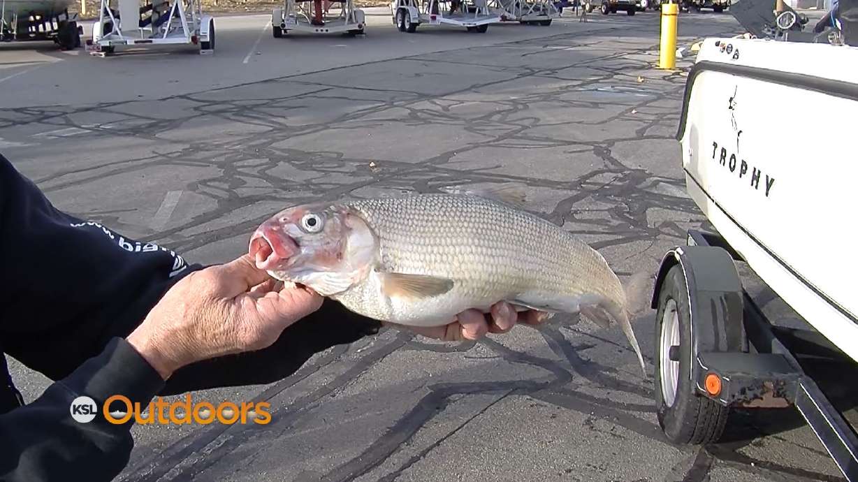 Utah Field Guide: Bonneville Whitefish