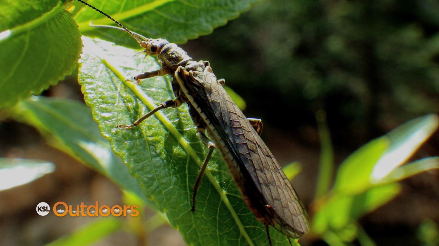 Fish Tech Fishing Tip: What Are Skwala Flies?