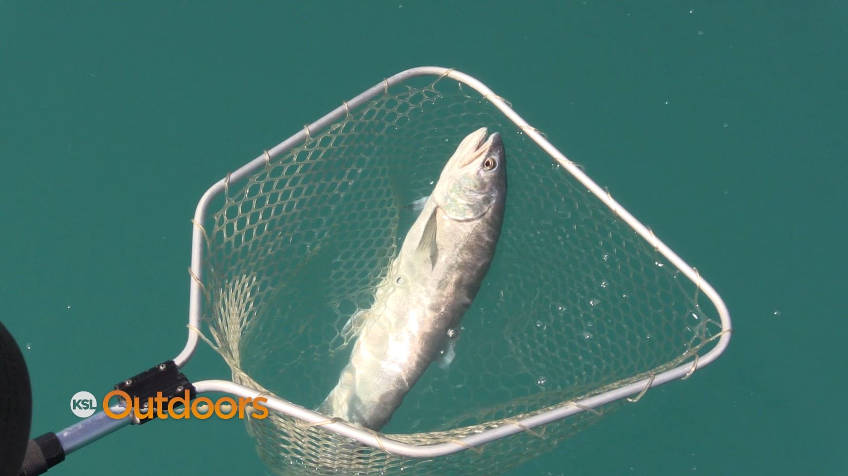 Utah and Idaho Launch Lake Trout Study at Bear Lake