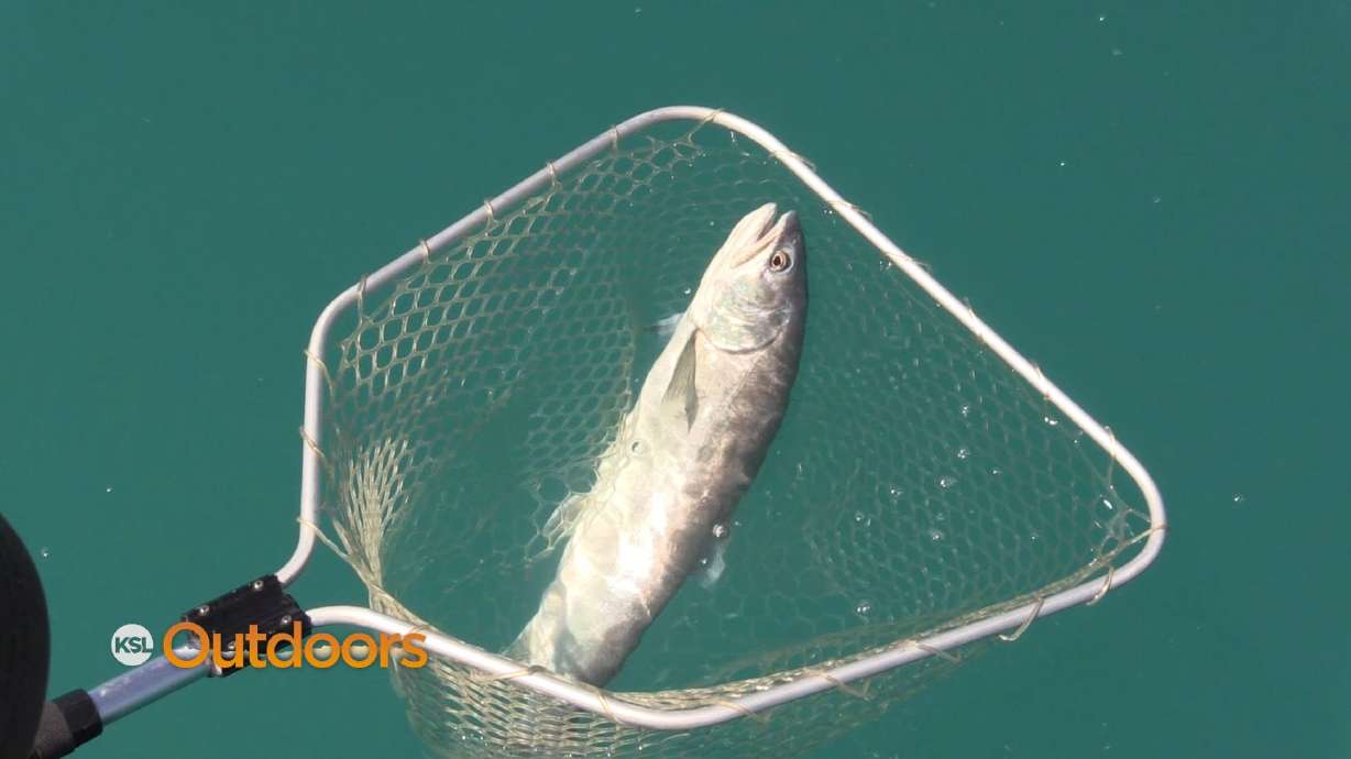Utah and Idaho Launch Lake Trout Study at Bear Lake