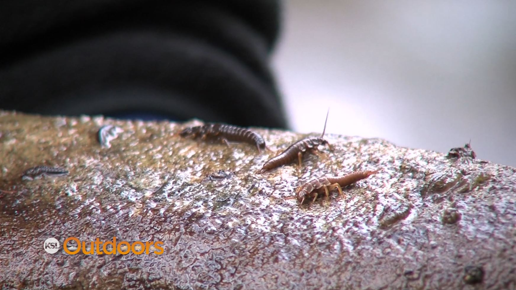 What Happened to the Salmon Fly in Logan Canyon?