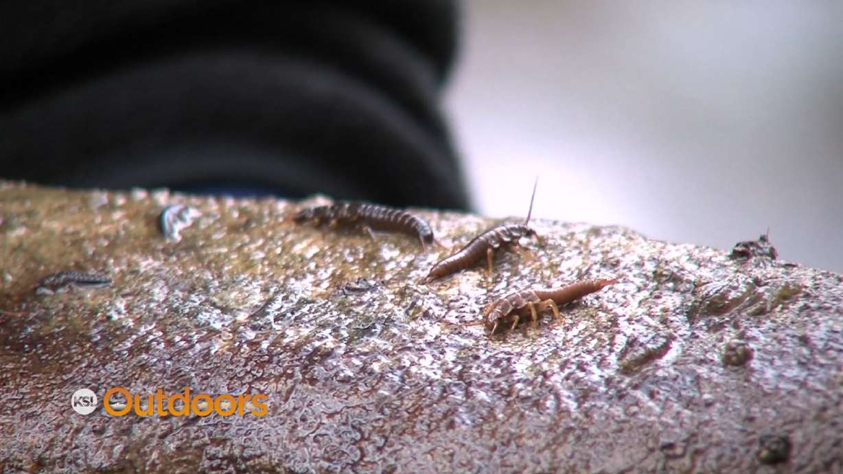 What Happened to the Salmon Fly in Logan Canyon?