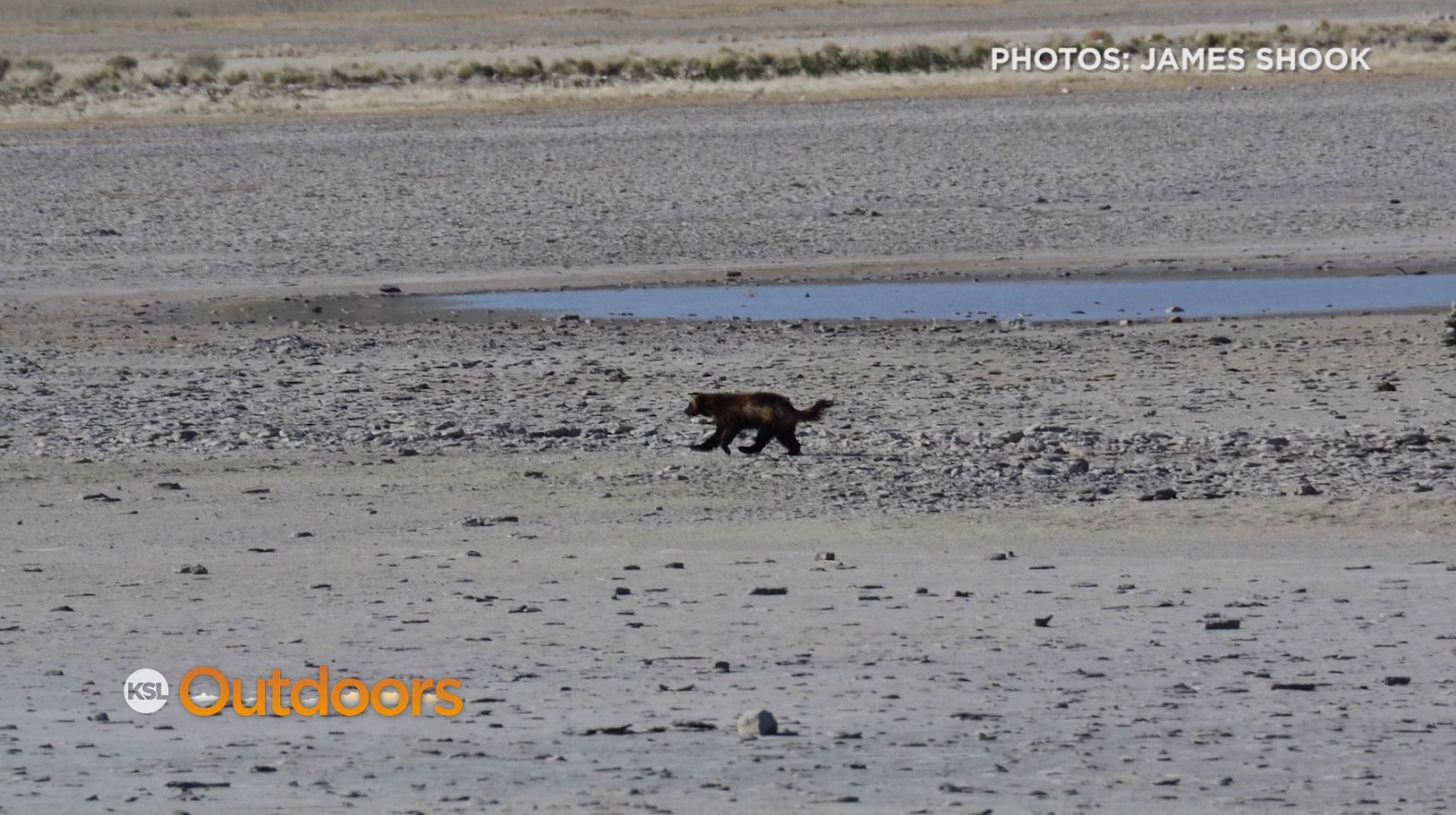 Rare Wolverine Sighting on Antelope Island