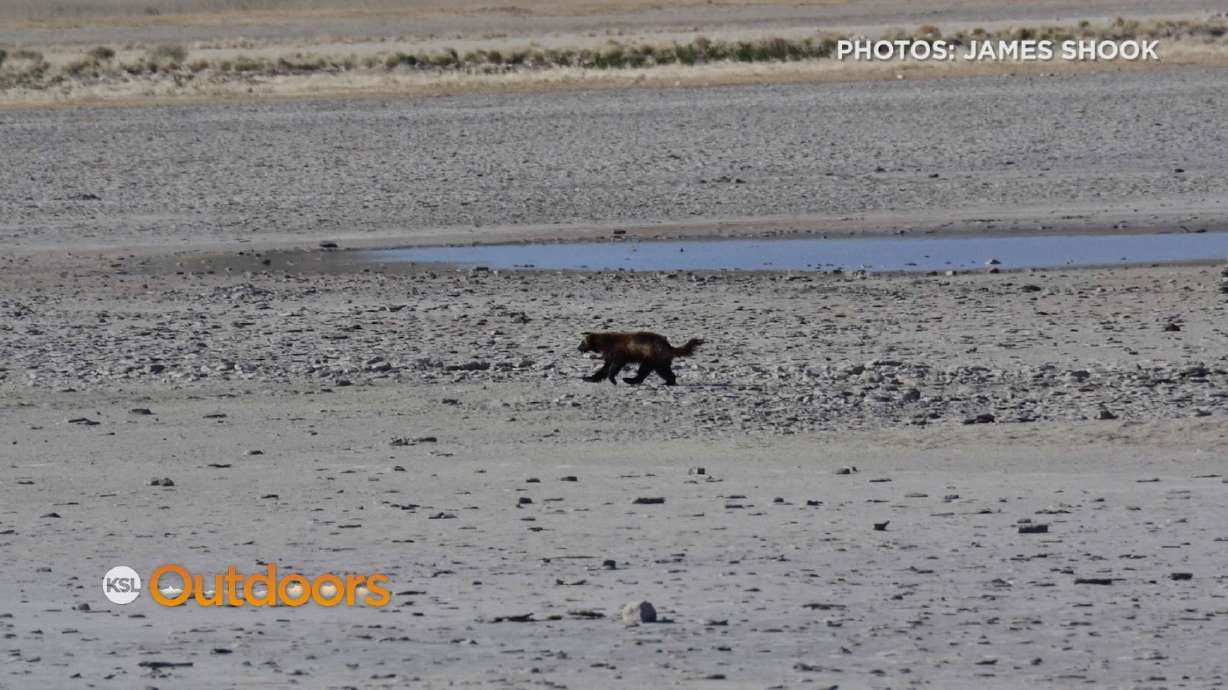 Rare Wolverine Sighting on Antelope Island